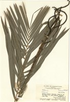 藏品(省藤屬)的圖片